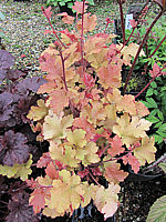 Heuchera%20Hybride%20Caramel%2006.JPG