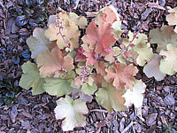 Heuchera%20Hybride%20Caramel%201.JPG