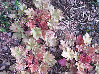 Heuchera%20Hybride%20Caramel%202.JPG
