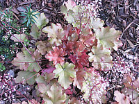 Heuchera%20Hybride%20Caramel%203.JPG