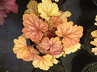 Heuchera%20Hybride%20Champagne%2001.JPG