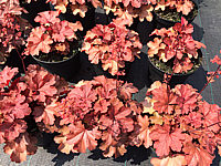 Heuchera%20Hybride%20Cherry%20Cola%2001.JPG