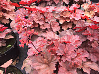 Heuchera%20Hybride%20Cherry%20Cola%2003.JPG