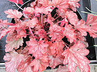 Heuchera%20Hybride%20Cherry%20Cola%2004.JPG