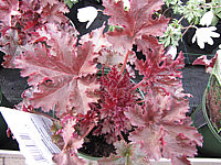 Heuchera%20Hybride%20Chocolate%20Ruffles.JPG