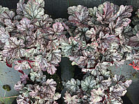 Heuchera%20Hybride%20Cinnabar%20Silver%2001.JPG