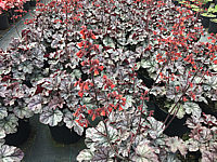 Heuchera%20Hybride%20Cinnabar%20Silver%2002.JPG