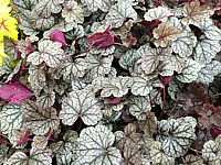 Heuchera%20Hybride%20Cinnabar%20Silver%2003.JPG