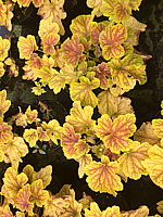 Heuchera%20Hybride%20Dew%20Drops%2001.JPG