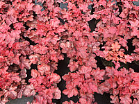 Heuchera%20Hybride%20Fire%20Chief%2001.JPG
