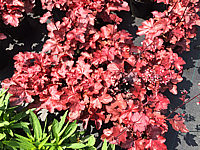 Heuchera%20Hybride%20Fire%20Chief%2002.JPG