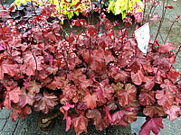 Heuchera%20Hybride%20Fire%20Chief%2003.JPG
