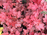 Heuchera%20Hybride%20Fire%20Chief%2004%20.JPG