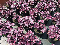 Heuchera%20Hybride%20Forever%20Purple%2001.JPG