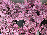 Heuchera%20Hybride%20Forever%20Purple%2002.JPG