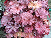 Heuchera%20Hybride%20Georgia%20Peach%2040:75cm%20-%20Bluete%205-7.JPG