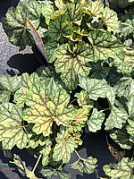 Heuchera%20Hybride%20Green%20Spice%2001.JPG