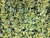 Heuchera%20Hybride%20Green%20Spice%2002.JPG