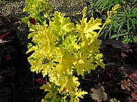 Heuchera%20Hybride%20Lime%20Marmalade%20-%20gelb,%20krauses%20Blatt,%20rote%20Bluete.JPG