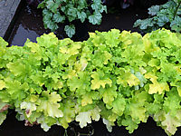 Heuchera%20Hybride%20Lime%20Marmalade%2050cm%20-%20Bluete%205-7.JPG