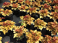 Heuchera%20Hybride%20Marmalade%2002.JPG