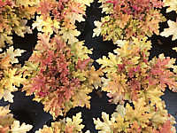Heuchera%20Hybride%20Marmalade%2003.JPG