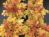 Heuchera%20Hybride%20Marmalade%2004.JPG