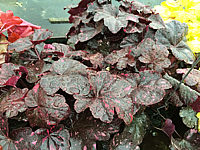 Heuchera%20Hybride%20Midnight%20Rose.JPG