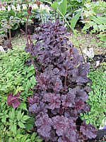 Heuchera%20Hybride%20Obsidian.JPG