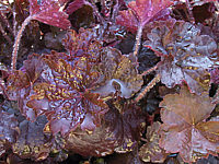 Heuchera%20Hybride%20Palace%20Purple%20nah.JPG