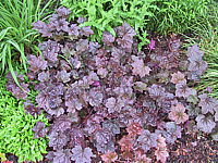 Heuchera%20Hybride%20Palace%20Purple.JPG
