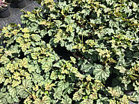 Heuchera%20Hybride%20Paris%2002.JPG