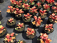 Heuchera%20Hybride%20Peach%20Flambe%2002.JPG