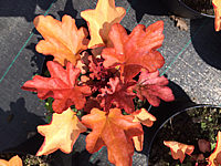 Heuchera%20Hybride%20Peach%20Flambe%20z.JPG