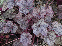Heuchera%20Hybride%20Prince%20of%20Silver%202.JPG