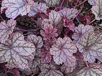 Heuchera%20Hybride%20Prince%20of%20Silver%203.JPG
