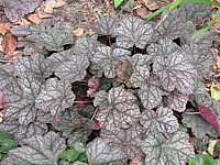 Heuchera%20Hybride%20Prince%20of%20Silver%204.JPG