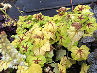Heuchera%20Hybride%20Stoplight%2040cm%20-%20Bluete%205-7.JPG