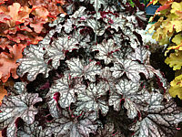 Heuchera%20Hybride%20Velvet%20Night%2001.JPG