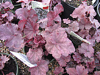 Heuchera%20Hybride%20Velvet%20Night%2002.JPG