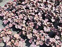 Heuchera%20Hybride%20Velvet%20Night%2009.JPG