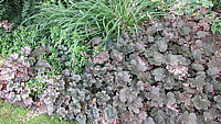 Heuchera%20micrantha%20Palace%20Purple%20Gruppe.JPG