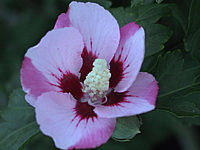 Hibiscus%20syriacus%20Hamabo%20-%20Bluetenmacro.jpg