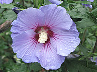 Hibiscus%20syriacus%20Marina%20-%20Macro.JPG