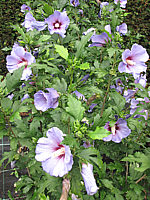 Hibiscus%20syriacus%20Marina%20-%20Strauch.JPG