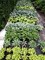Hosta%202-3L%20Co%20im%20Beet.jpg