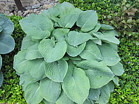 Hosta%20Hybride%20Blaues%20Boot%2001.JPG