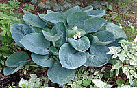 Hosta%20Hybride%20Blaues%20Boot%2002.jpg