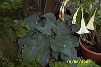 Hosta%20Hybride%20Blaues%20Boot%2003.JPG