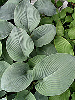 Hosta%20Hybride%20Blaues%20Boot%2007.jpg